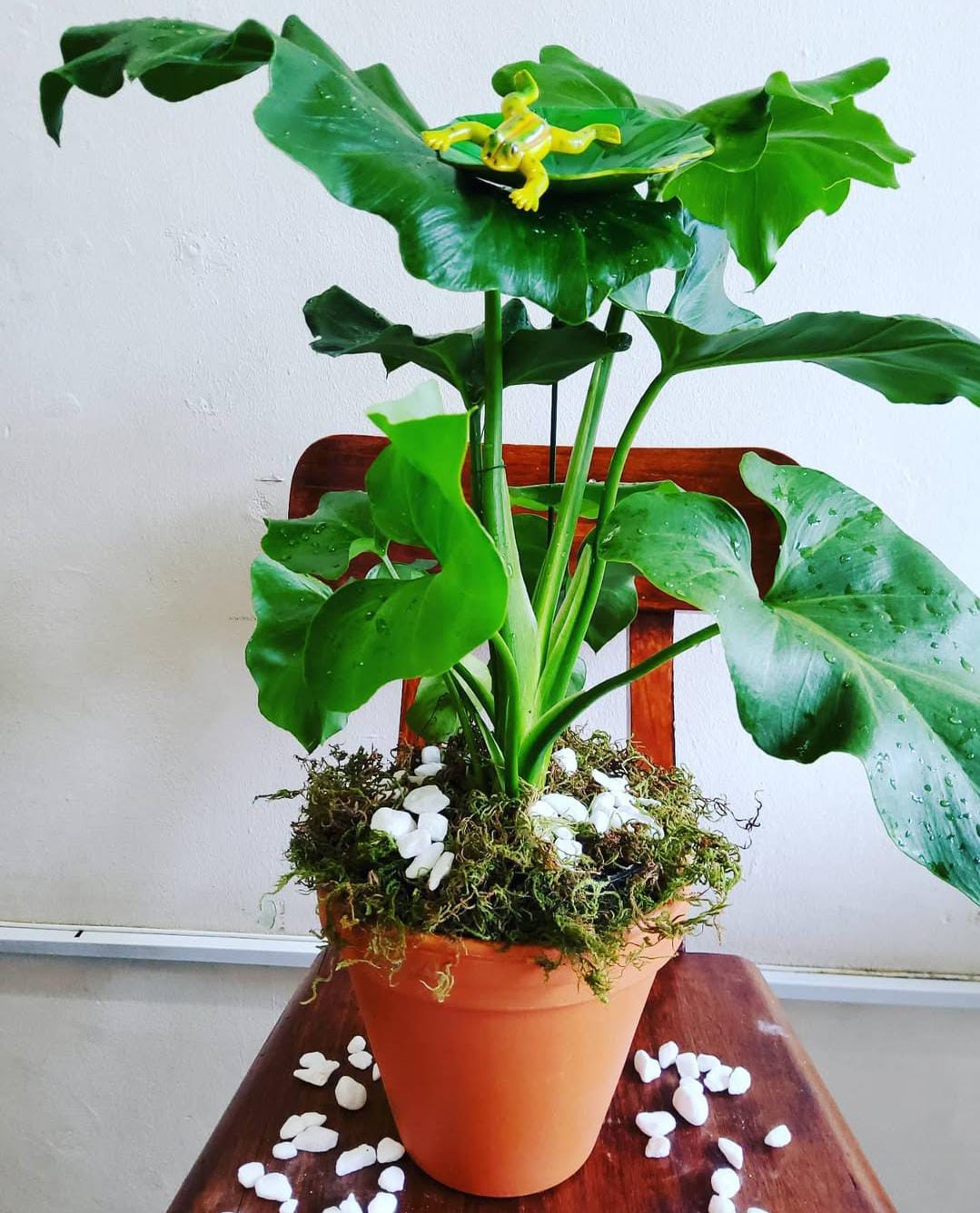Delicious Monster Plant