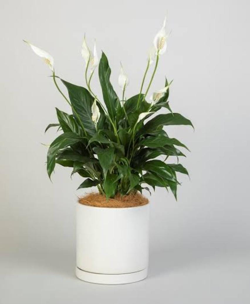 Peace Lilly