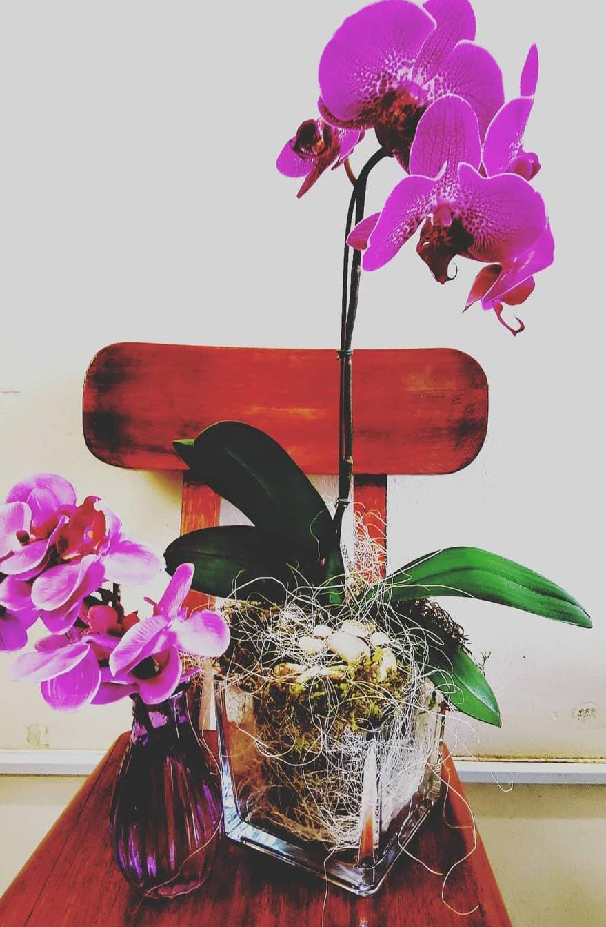 Pink Orchid