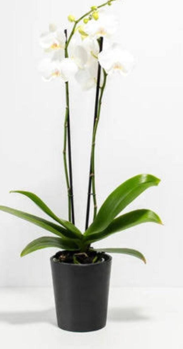 Double Stem Phalaenopsis Orchid